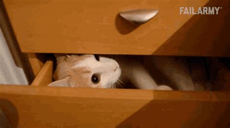 hiding gif|hide gif funny.